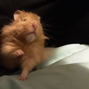 Meet your Posher, Alysa